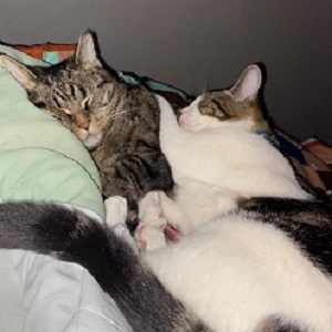 cats cuddling